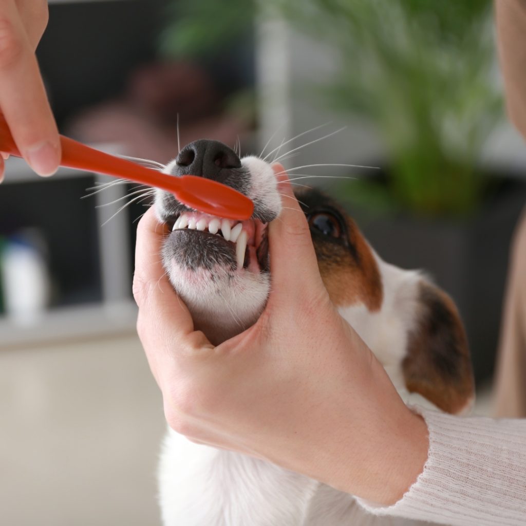 Borsta tander pa hund