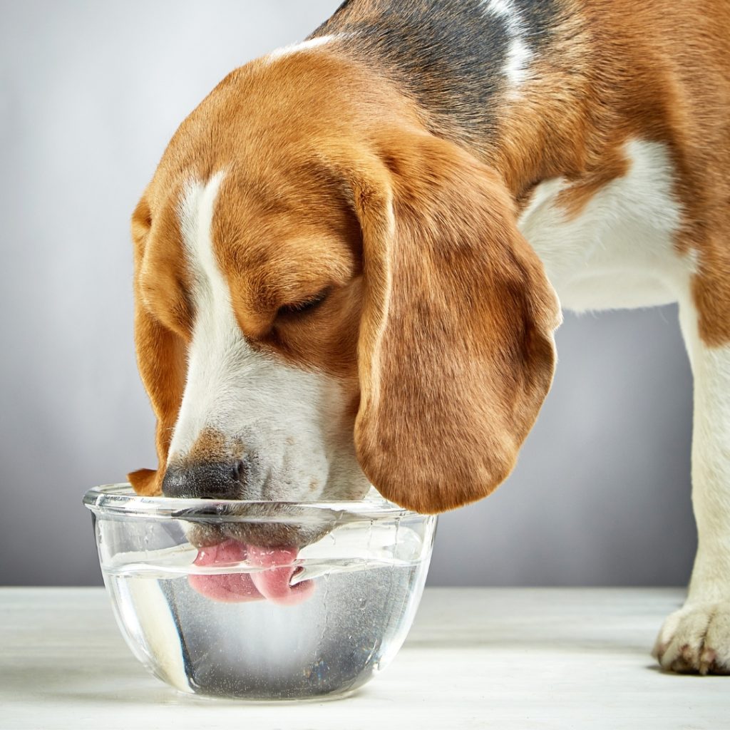 Hund dricker vatten