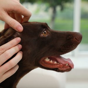 Hudutslag hos hund: Orsaker och behandling