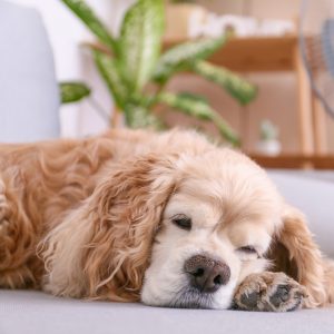 Förkylning hos hund - Vad varje hundägare bör känna till