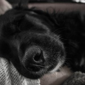 Hur mycket sover en hund? En överblick av hundars sömnbehov